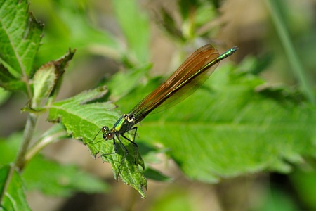 ニホンカワトンボ ♂ 橙色 未成熟
