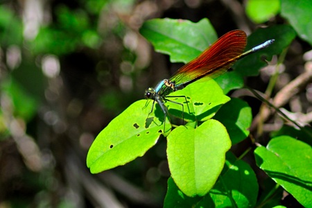 アサヒナカワトンボ ♂ 橙色 成虫