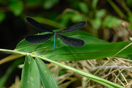 ハグロトンボ ♂ 背面