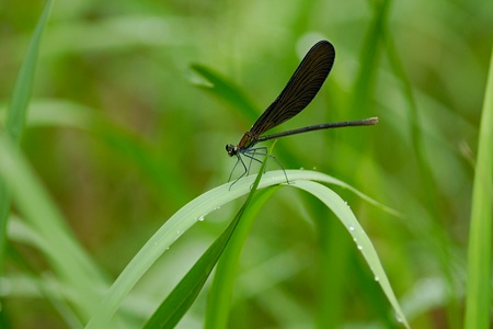 ハグロトンボ ♀ 側面