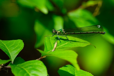 アサヒナカワトンボ ♀ 透明