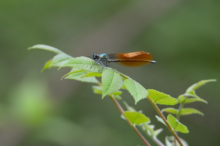 アサヒナカワトンボ ♂ 橙色 未成熟