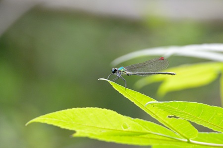 アサヒナカワトンボ ♂ 透明 成虫