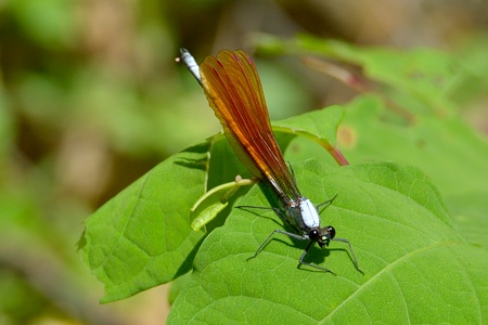 ニホンカワトンボ ♂ 橙色 成虫 2