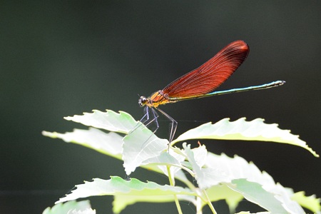 ミヤマカワトンボ ♂ 側面