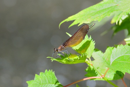 ミヤマカワトンボ ♂ 斜め側面