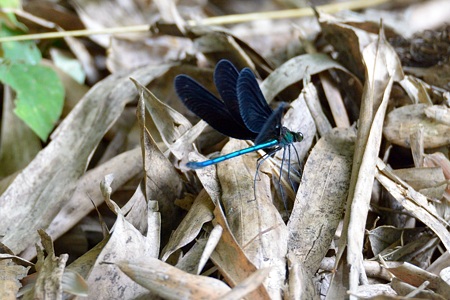 アオハダトンボ ♂
