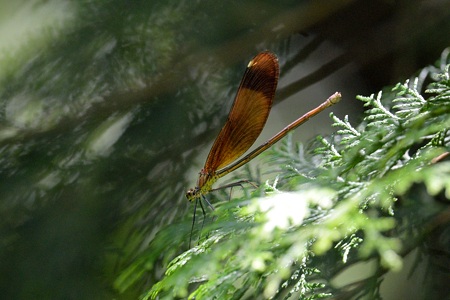 ミヤマカワトンボ ♀ 側面