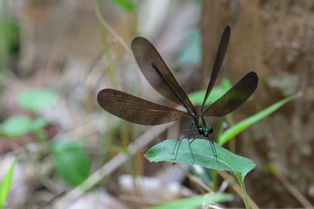 ハグロトンボ ♀ 正面