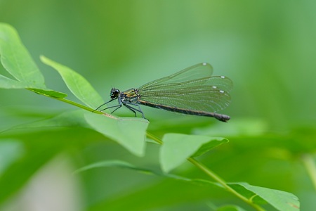 ニホンカワトンボ ♀ 透明 成虫