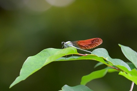 ニホンカワトンボ ♂ 1